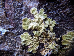 Melanelixia subaurifera