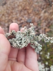 Stereocaulon saxatile