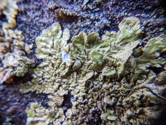 Melanelixia subaurifera