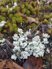 Stereocaulon saxatile