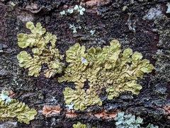 Melanelixia subaurifera