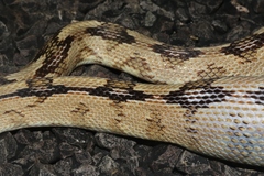 Bogertophis subocularis