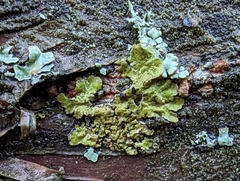 Melanelixia subaurifera