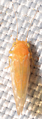 Cacopsylla annulata