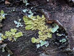 Melanelixia subaurifera