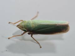 Draeculacephala antica