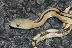 Bogertophis subocularis