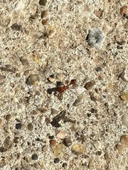 Pogonomyrmex