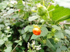 Malvaviscus arboreus