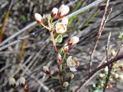 Agathosma stipitata