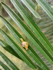 Helicarionidae