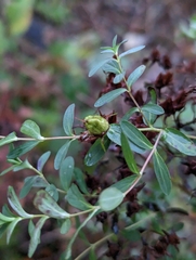 Hypericum perforatum