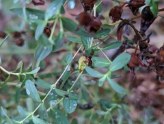 Hypericum perforatum