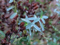 Hypericum perforatum
