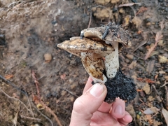 Hebeloma