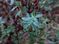 Hypericum perforatum