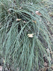 Juncus patens