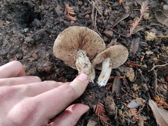 Hebeloma