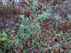 Hypericum perforatum