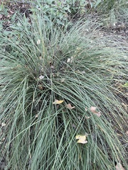 Juncus patens