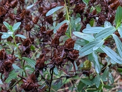 Hypericum perforatum