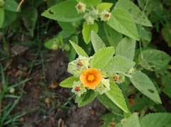 Sida cordifolia