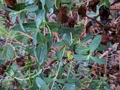 Hypericum perforatum