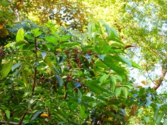 Rhamnus formosana