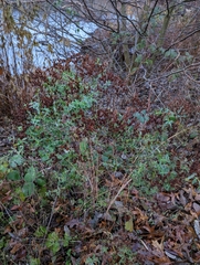 Hypericum perforatum