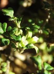 Xanthosia stellata
