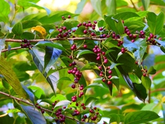 Rhamnus formosana