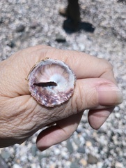 Trochita trochiformis