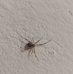 Latrodectus geometricus
