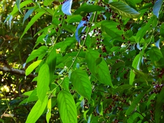 Rhamnus formosana