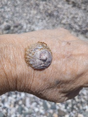 Trochita trochiformis