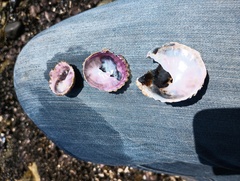 Trochita trochiformis