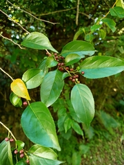 Rhamnus formosana
