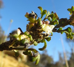 Xanthosia stellata