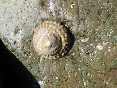 Trochita trochiformis