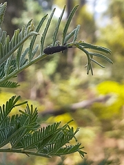 Rhinotia bimaculata