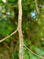 Rhamnus formosana