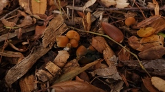 Psilocybe allenii