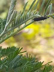 Rhinotia bimaculata