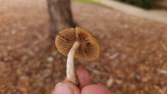 Psilocybe allenii
