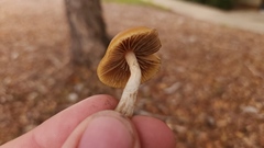 Psilocybe allenii