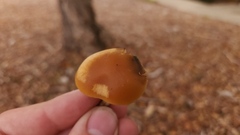 Psilocybe allenii