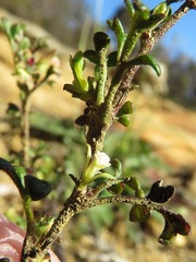 Xanthosia stellata