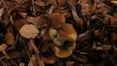 Psilocybe allenii