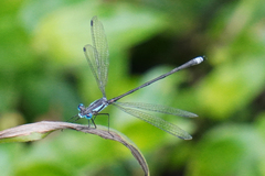 Lestes apollinaris