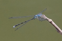 Lestes apollinaris